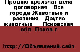 Продаю крольчат цена договорная - Все города Животные и растения » Другие животные   . Псковская обл.,Псков г.